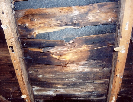 Sheathing damaged by condensation, which allowed rot to occur, which then weakened the wood. Dark wood shows the initial appearance of fungus, with white splotches revealing recurring growth. 
